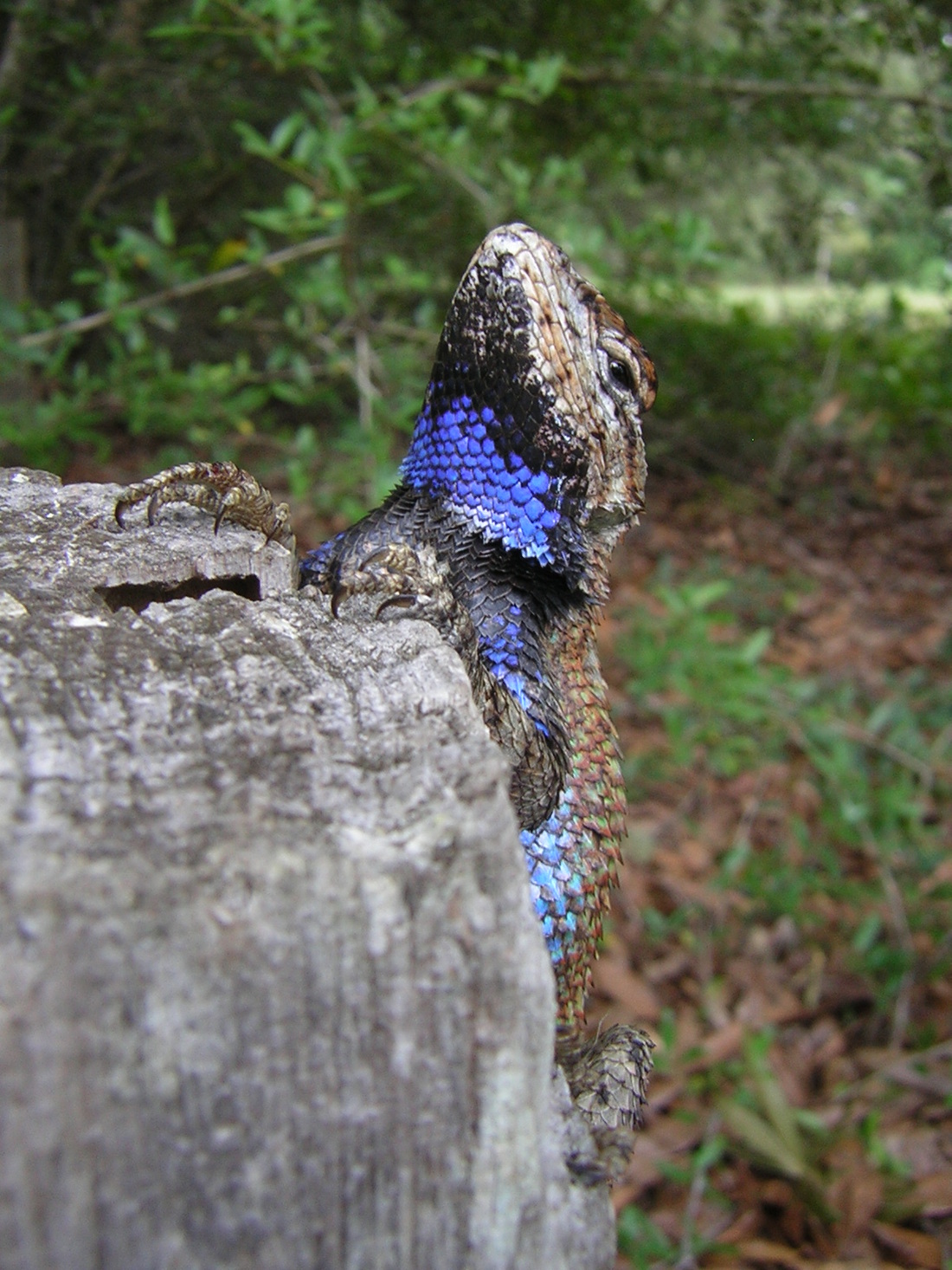 RESPIRATORY SYSTEM - The Northern Fence Lizard